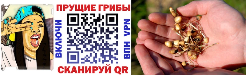 блэк спрут ссылки  дарнет шоп  Чернушка  Псилоцибиновые грибы Cubensis 